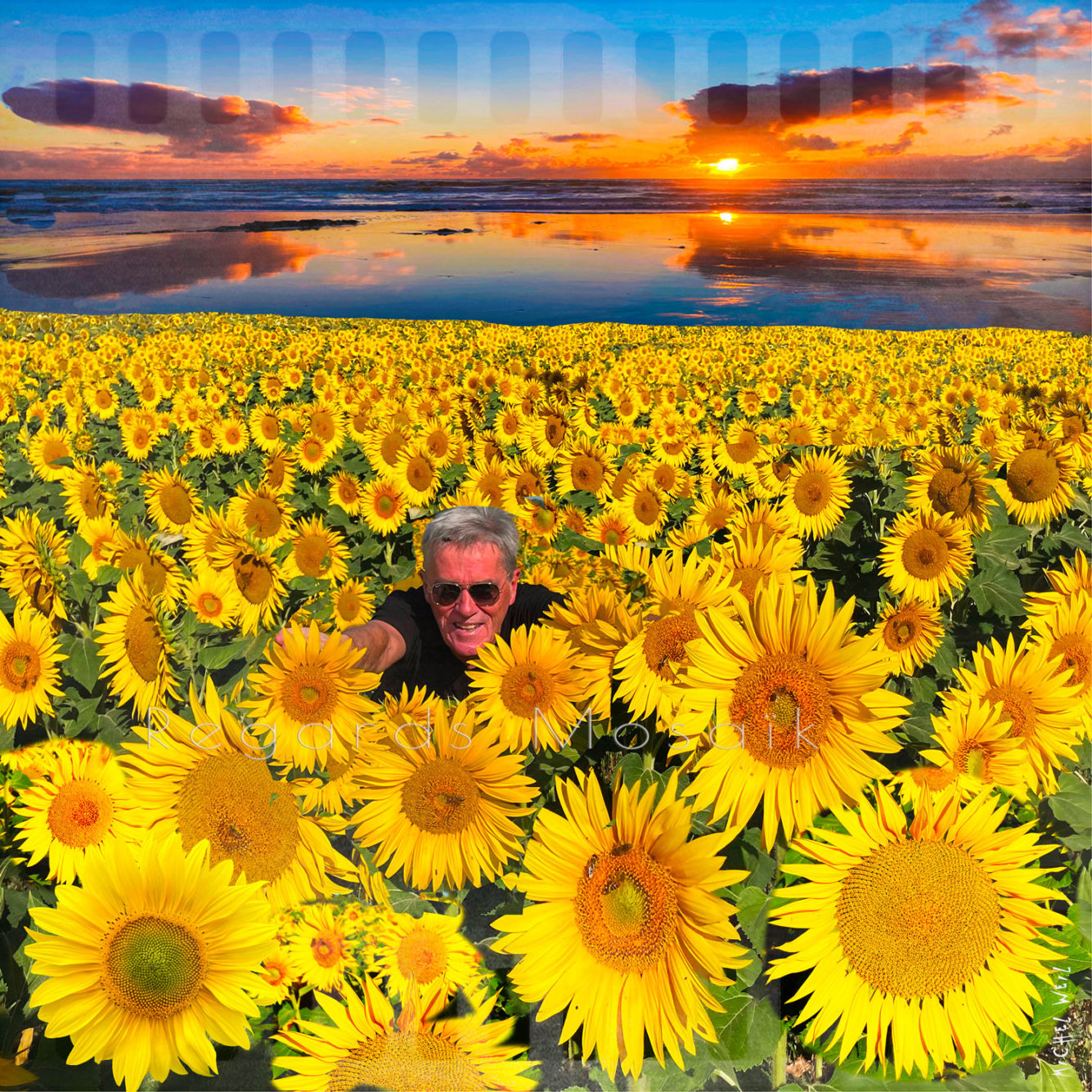 Swimming in Sunflower